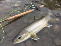 Skagit Bull Trout Primer Ch 1: The Early Years