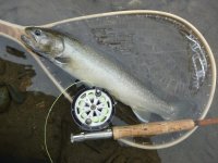 Skagit Bull Trout Primer Ch 4: A Mystery - Dolly Varden or Bull Trout?