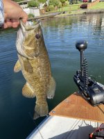 catches fish.jpg