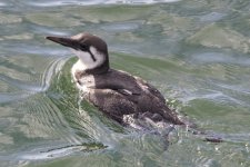 A08CommonMurre1279.jpg