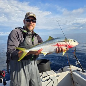 August 2024 Yellowtail