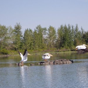 pelicans taking off.JPG