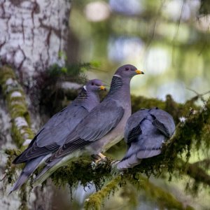 BandtailPigeons2164Trim.jpg