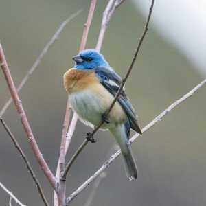 C03LazuiliBunting2219.jpg