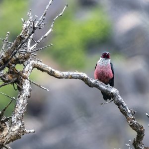 CLewisWoodpecker2482.jpg