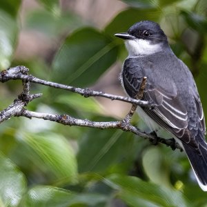 CEasternKingbird2311.jpg