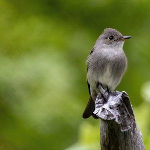 CWesternWoodPewee2518.jpg