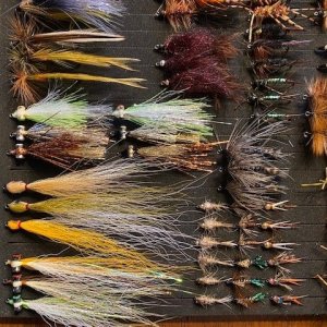 24 Dozen MT Flies(4).jpg