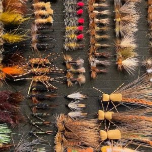 24 Dozen MT Flies(6).jpg