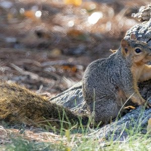 FoxSquilrrel5880.jpg