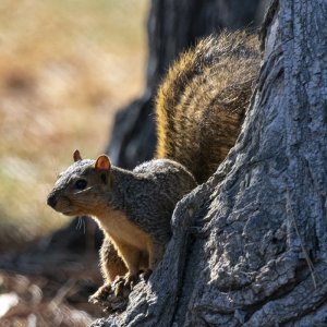 FoxSquirrel5876.jpg