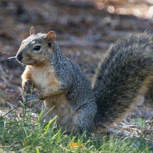 FoxSquirrel5883.jpg