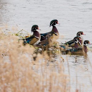 011-Wood-Ducks-110922-3.jpg