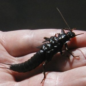 Salmonfly nymph