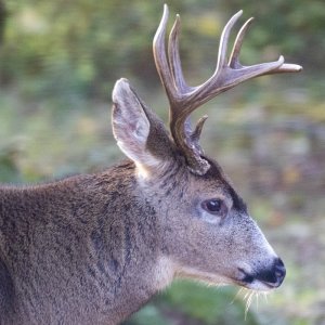 BackyardBuck6249Trim.jpg