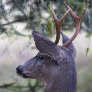 BackyardBuck6147Trim.jpg