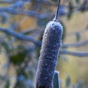 B01FrostedCattail6155.jpg