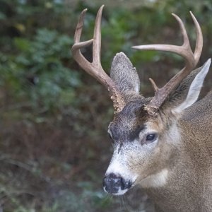 DeerBuck6281trim.jpg