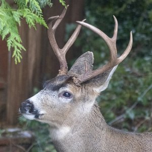 DeerBuck6292trim.jpg