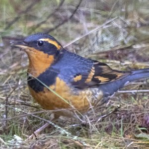 VariedThrush6324.jpg