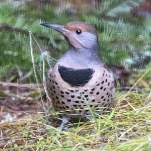 NorthernFlicker6347.jpg