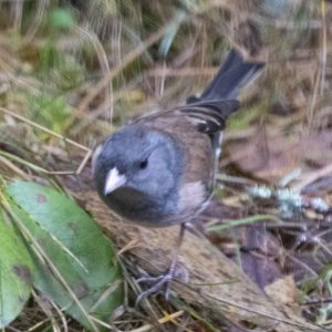 OregonJunco6386.jpg