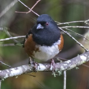 SpottedTowheeMale6440.jpg