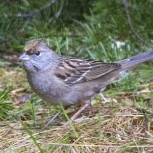 GoldenCrownedSparrowJuvenile6398.jpg