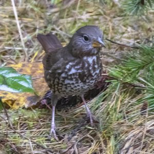 FoxSparrow6418.jpg