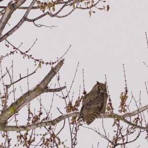 014-Great-Horned-Owl-121622-crop-v3.jpg