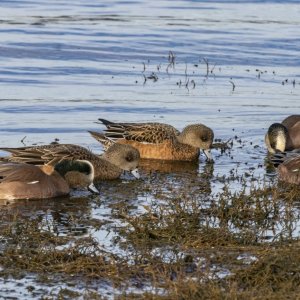 A01AmericanWigeons6605.jpg