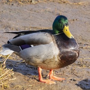 A04MallardDrake6711.jpg