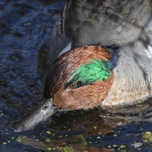 A05GreenWingedTeal6754.jpg