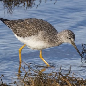 A06GreaterYellowlegs6669.jpg