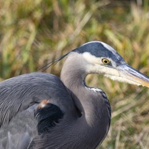 A10GreatBlueHeron6573.jpg