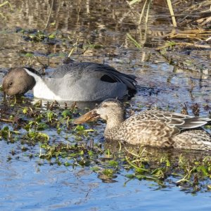 A01PintailDrakeShovelerHen7240.jpg