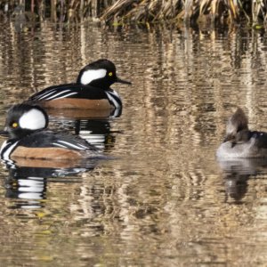 A04HoodedMergansers7307.jpg