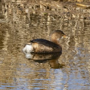 A09PiedBilledGrebe7216.jpg