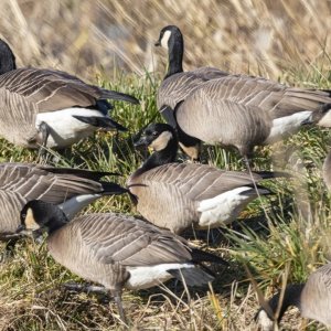 A05CacklingGeese7101.jpg