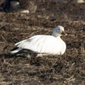 A06SnowGoose7401.jpg