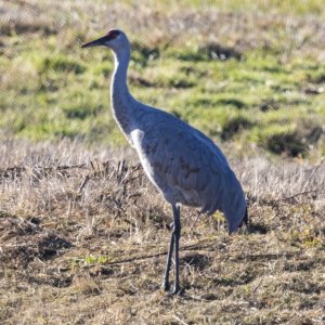 B02SandhillCrane6878.jpg