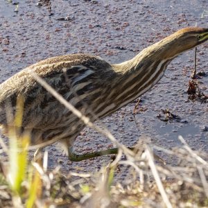 B03AmericanBittern7353.jpg