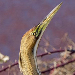 B04AmericanBittern7366.jpg