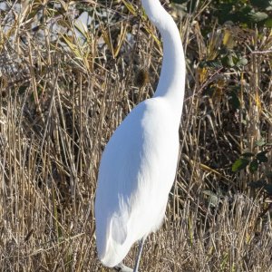 B07GreatEgret7054.jpg