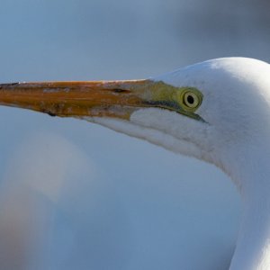 B08GreatEgret7061.jpg