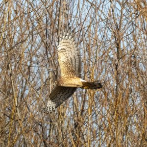 C03NorthernHarrier7040.jpg