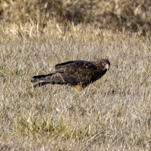 C04NorthernHarrier7137.jpg