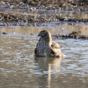 C05NorthernHarrierBathing7127.jpg