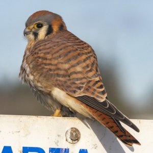 C07AmericanKestrel7420.jpg