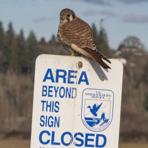 C08AmericanKestrel7428.jpg